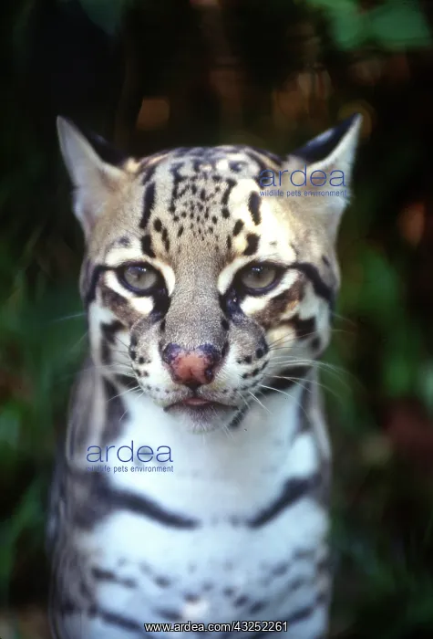: Belize, Cockscomb Jaquar Preserve, Ocelot : Belize, Cockscomb Jaquar Preserve, Ocelot