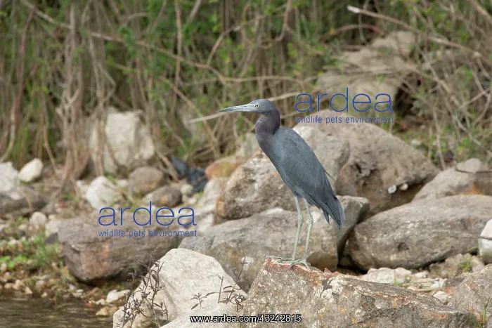 : Belize, Crooked Tree Wildlife Sanctuary : Belize, Crooked Tree Wildlife Sanctuary