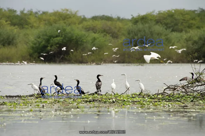 : Belize, Crooked Tree Wildlife Sanctuary : Belize, Crooked Tree Wildlife Sanctuary