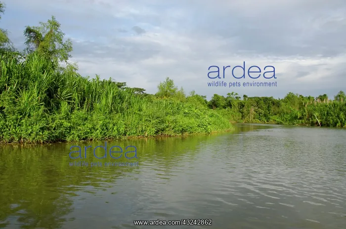 : Belize, District of Toledo, Monkey River : Belize, District of Toledo, Monkey River