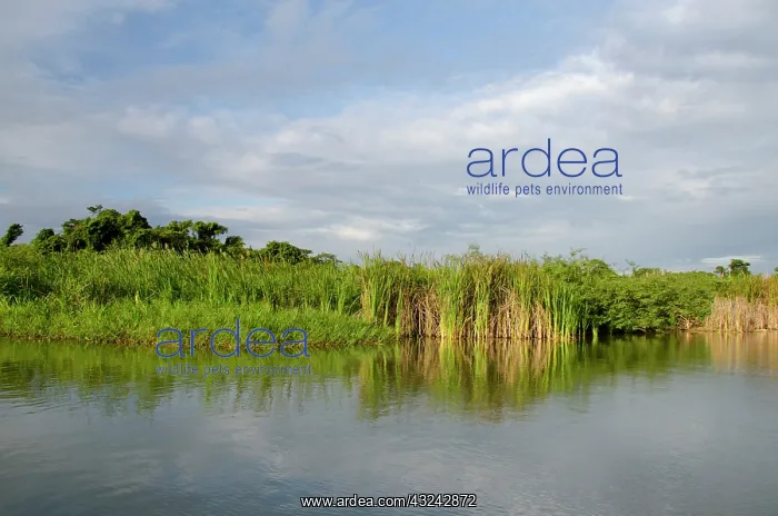 : Belize, District of Toledo, Monkey River : Belize, District of Toledo, Monkey River