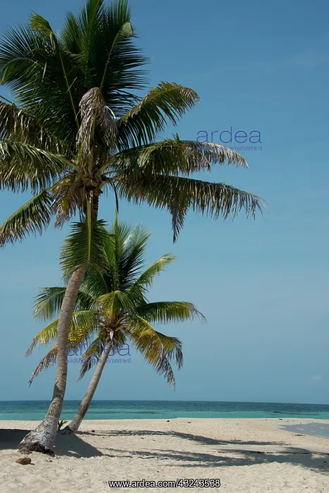 : Belize. Goff Caye, a popular Barrier Reef : Belize. Goff Caye, a popular Barrier Reef