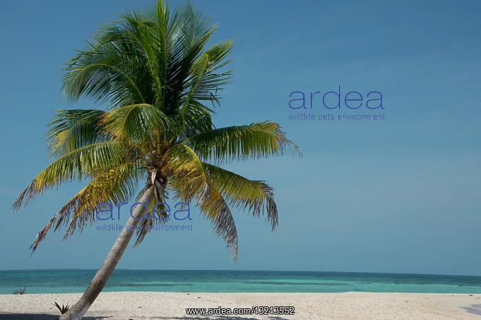 : Belize. Goff Caye, a popular Barrier Reef : Belize. Goff Caye, a popular Barrier Reef