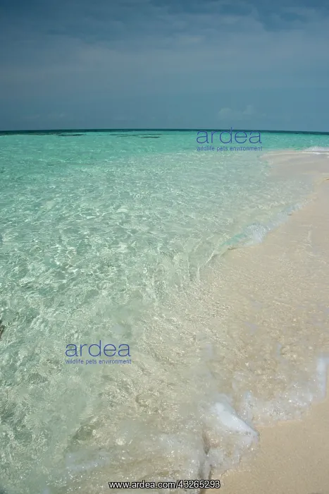 : Belize. Goff Caye, a popular Barrier Reef : Belize. Goff Caye, a popular Barrier Reef