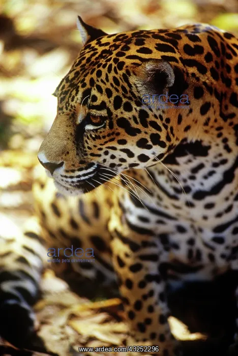 : Belize, Jaguar in the Cockscomb Basin Jaquar : Belize, Jaguar in the Cockscomb Basin Jaquar