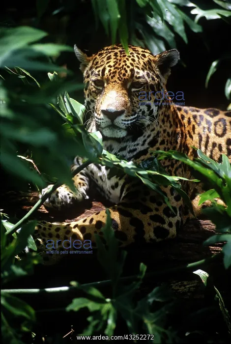 : Belize, Jaguar in the Corkscomb Basin Jaguar : Belize, Jaguar in the Corkscomb Basin Jaguar