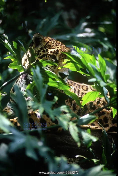 : Belize, Jaguar in the Corkscomb Basin Jaguar : Belize, Jaguar in the Corkscomb Basin Jaguar