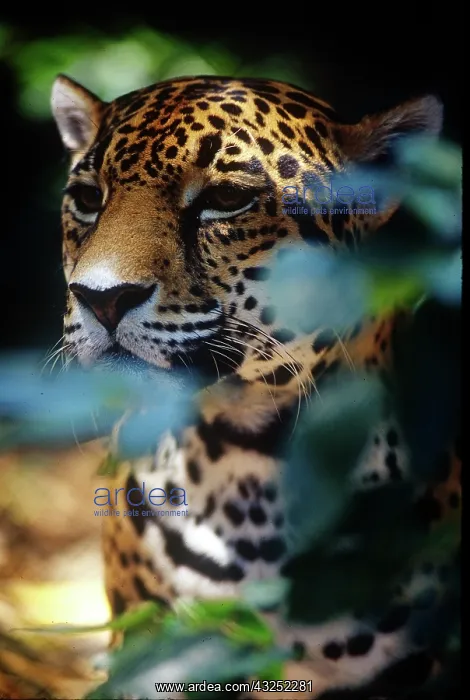 : Belize, Jaguar in the Corkscomb Basin Jaguar : Belize, Jaguar in the Corkscomb Basin Jaguar
