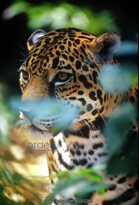 : Belize, Jaguar in the Corkscomb Basin Jaguar : Belize, Jaguar in the Corkscomb Basin Jaguar