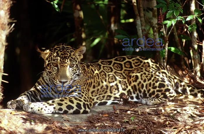 : Belize, Jaguar in the Jaquar Preserve : Belize, Jaguar in the Jaquar Preserve