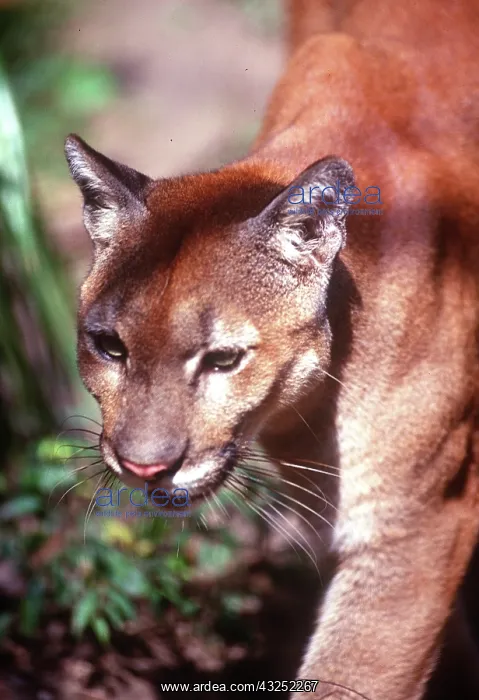 : Belize, Jaquar Preserve : Belize, Jaquar Preserve
