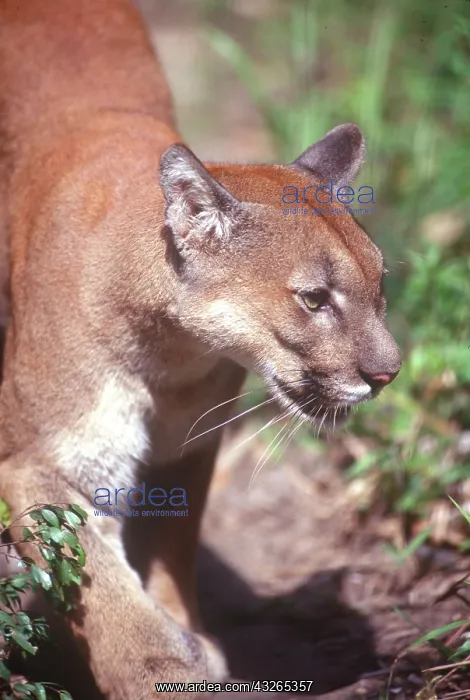 : Belize, Jaquar Preserve : Belize, Jaquar Preserve