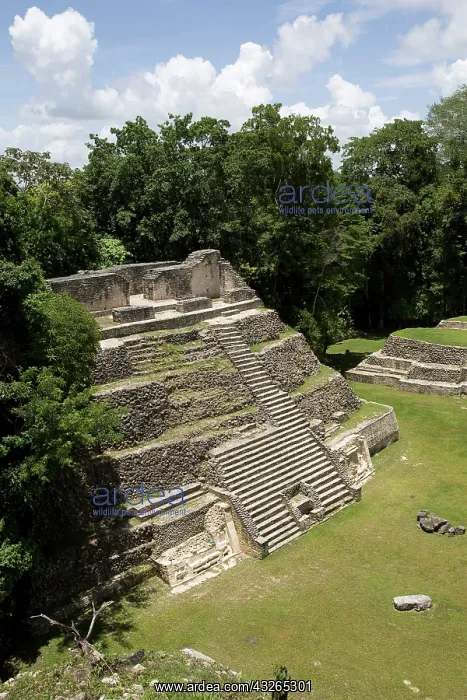 : Belize, Mayan ruins : Belize, Mayan ruins