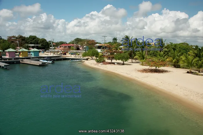 : Belize, Placencia. Sandy beach along the : Belize, Placencia. Sandy beach along the