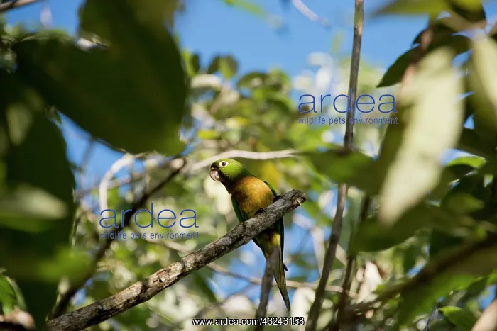 : Belize, Placencia. Wild Olive-throated parakeet : Belize, Placencia. Wild Olive-throated parakeet