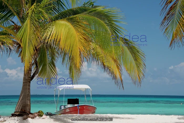: Belize, Stann Creek District. Laughing Bird : Belize, Stann Creek District. Laughing Bird