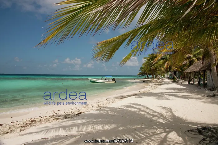 : Belize, Stann Creek District near Placencia : Belize, Stann Creek District near Placencia