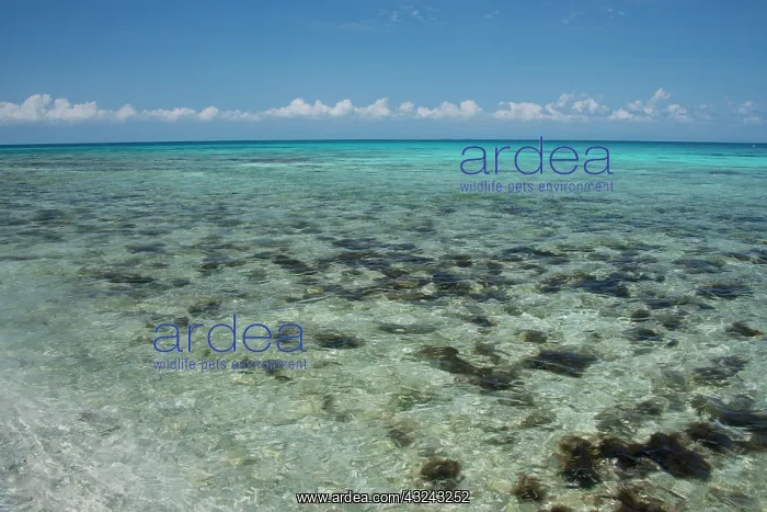 : Belize, Stann Creek District near Placencia : Belize, Stann Creek District near Placencia