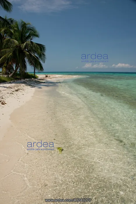 : Belize, Stann Creek District near Placencia : Belize, Stann Creek District near Placencia