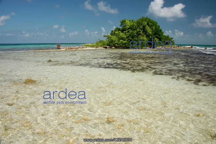 : Belize, Stann Creek District near Placencia : Belize, Stann Creek District near Placencia