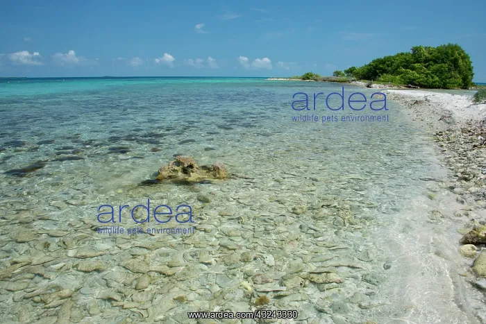 : Belize, Stann Creek District near Placencia : Belize, Stann Creek District near Placencia