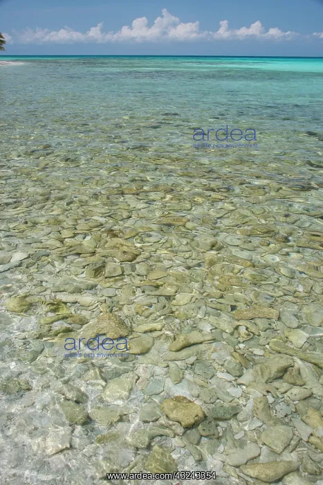 : Belize, Stann Creek District near Placencia : Belize, Stann Creek District near Placencia