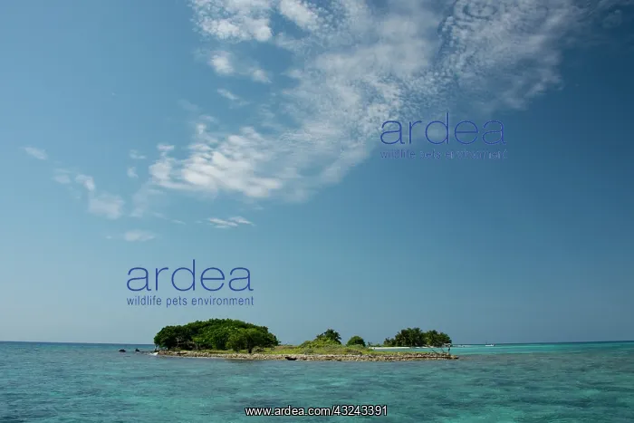 : Belize, Stann Creek District near Placencia : Belize, Stann Creek District near Placencia