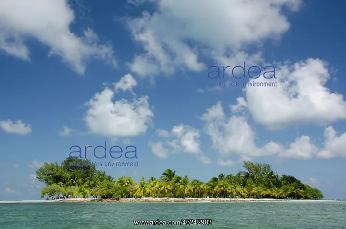 : Belize, Stann Creek, Southwater Cay. Caribbean : Belize, Stann Creek, Southwater Cay. Caribbean