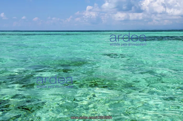 : Belize, Stann Creek, Southwater Cay. Clear : Belize, Stann Creek, Southwater Cay. Clear