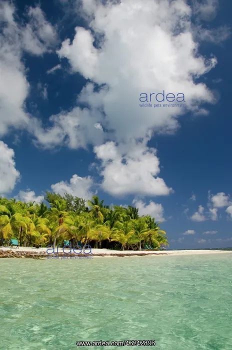 : Belize, Stann Creek, Southwater Cay. Clear : Belize, Stann Creek, Southwater Cay. Clear