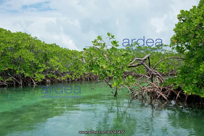 : Belize, Tobacco Cay. Red mangrove (Rhizophora : Belize, Tobacco Cay. Red mangrove (Rhizophora