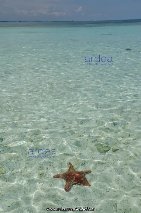 : Belize, Toledo, The Cayes. West Snake Caye : Belize, Toledo, The Cayes. West Snake Caye