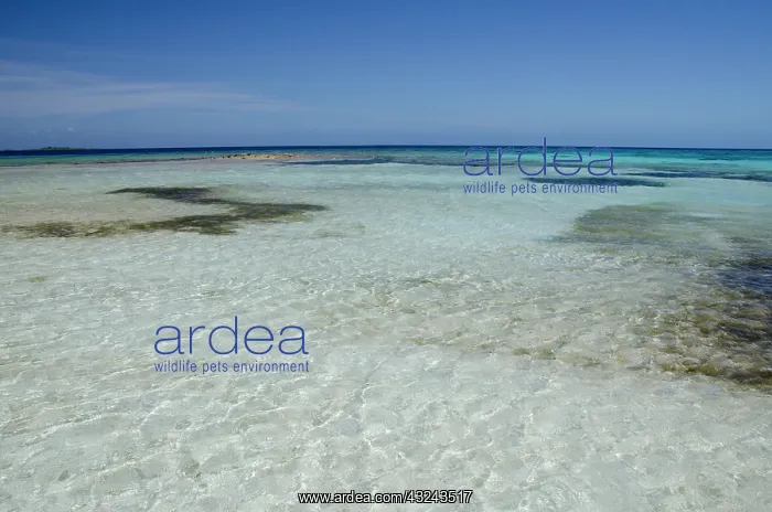: Belize, Wild Orchid Caye (aka Moho Caye) : Belize, Wild Orchid Caye (aka Moho Caye)