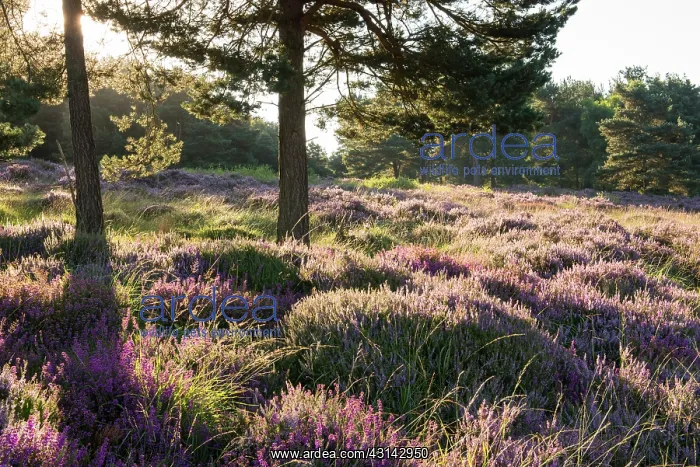 : Bell Heather : Bell Heather