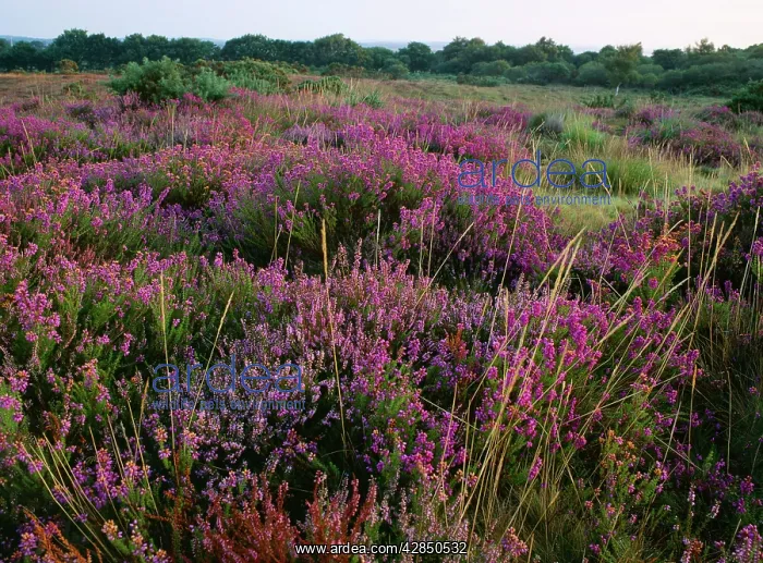 : Bell Heather / Bell Ling - & Bristle Bent (Agrostis : Bell Heather / Bell Ling - & Bristle Bent (Agrostis