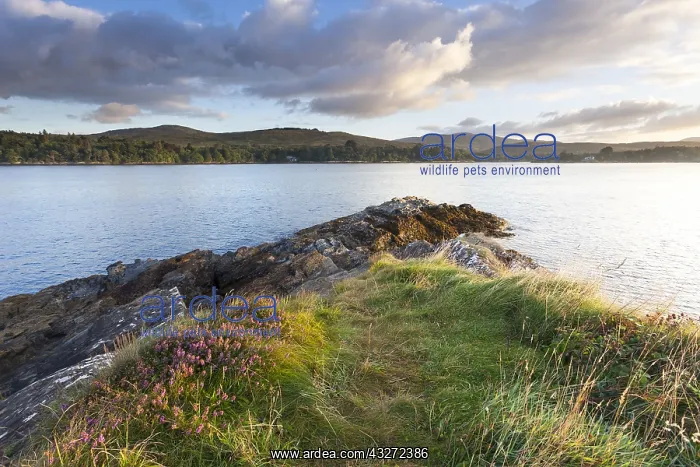 : Bell heather (Erica cinerea) flowering coastal landscape : Bell heather (Erica cinerea) flowering coastal landscape