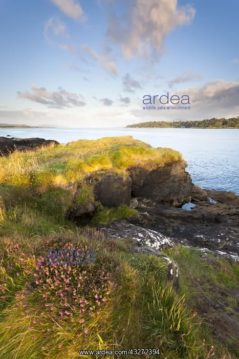 : Bell heather (Erica cinerea) flowering coastal landscape : Bell heather (Erica cinerea) flowering coastal landscape