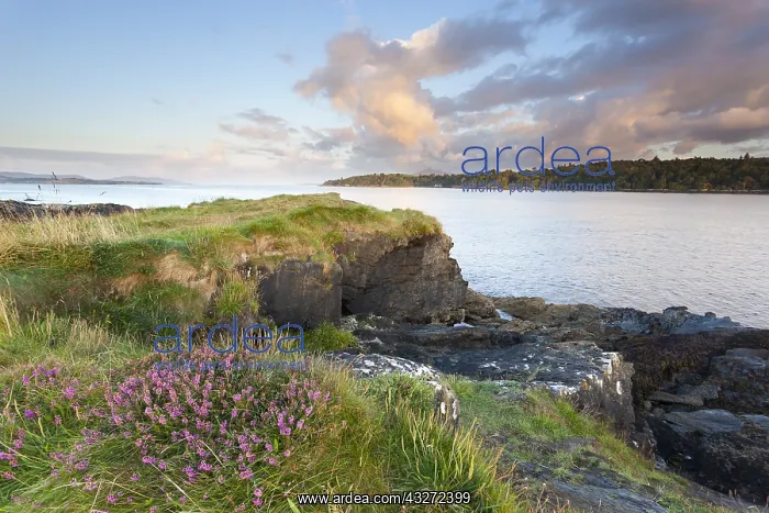 : Bell heather (Erica cinerea) flowering coastal landscape : Bell heather (Erica cinerea) flowering coastal landscape