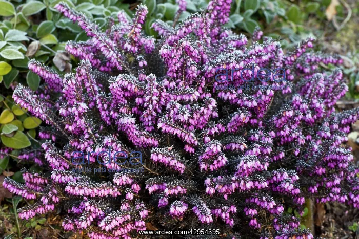 : Bell Heather - in garden - covered in frost : Bell Heather - in garden - covered in frost