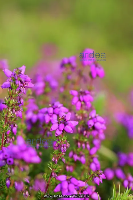 : Bell Heather - Summer : Bell Heather - Summer
