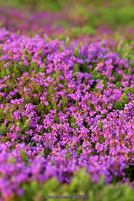 : Bell Heather - Summer : Bell Heather - Summer