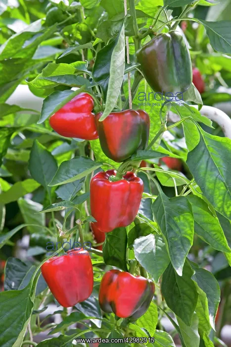  : Bell Peppers