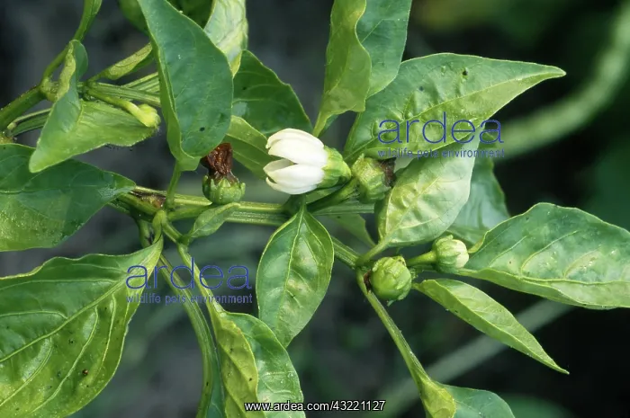  : Bell Peppers