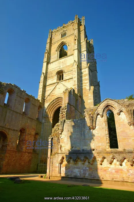 : Bell tower of Fountains Abbey, North Yorkshire : Bell tower of Fountains Abbey, North Yorkshire