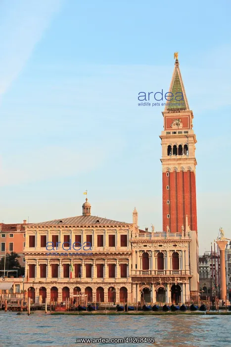 : Bell Tower, Piazza San Marco, Grand Canal : Bell Tower, Piazza San Marco, Grand Canal