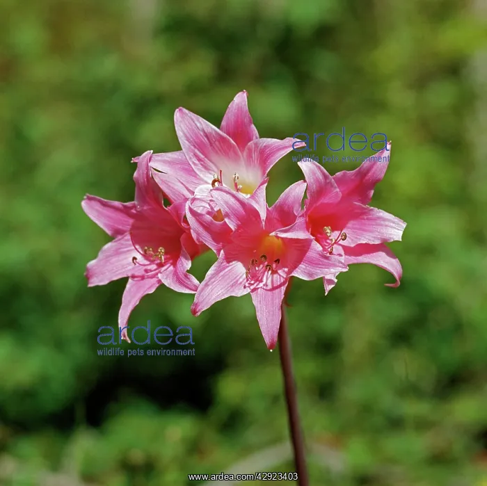 : Belladonna Lily : Belladonna Lily