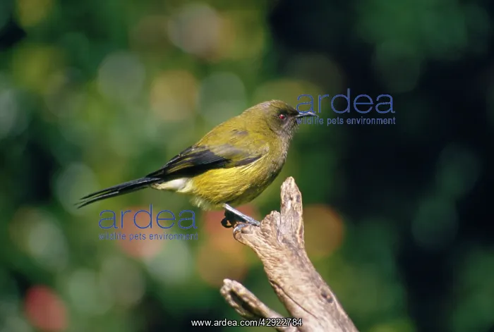 : Bellbird (Anthornis melanura). Little Barrier Island, New Zealand : Bellbird (Anthornis melanura). Little Barrier Island, New Zealand