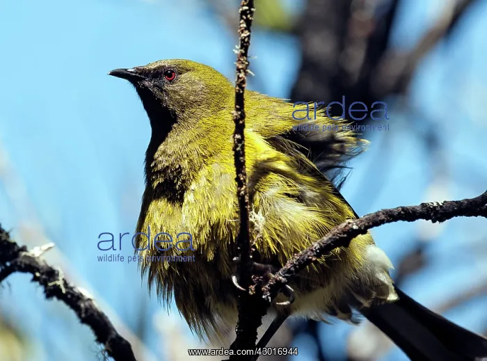  : Bellbird