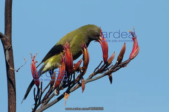  : Bellbird feeding on flax (Phormium species)