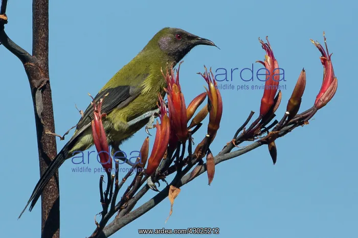  : Bellbird feeding on flax (Phormium species)